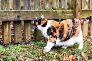 Closeup of calico cat, curious, exploring, sniffing smell, scents by house backyard garden, wooden fence, green grass, fallen dry brown leaves