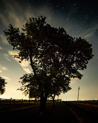 Tree Silhouette