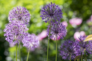 Allium hollandicum, group of purple persian ornamental onion flowers in bloom