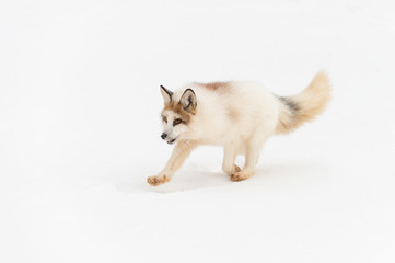 Naklejka na ściany i meble Red Marble Fox (Vulpes vulpes) Runs Left Isolated Against Snow
