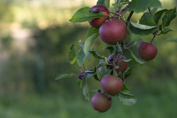 Fresh red apples on tree in garden