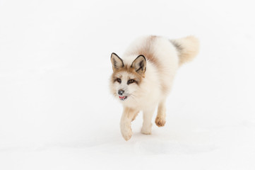 Red Marble Fox (Vulpes vulpes) Trots Forward Mouth Open