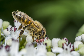 bee 77.