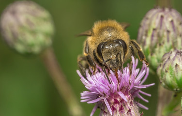 bee 78.