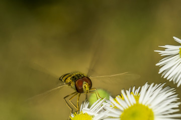 fly 47