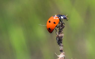 ladybug 12