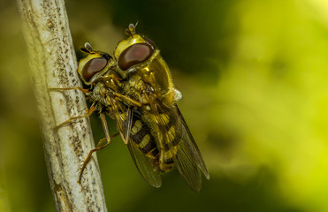 perpetuation of the species 1