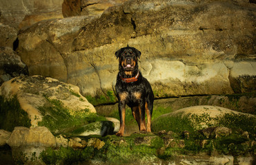 Rottweiler dog outdoor portrait standing on rocks with moss