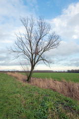 Picturesque landscape with skew bare tree