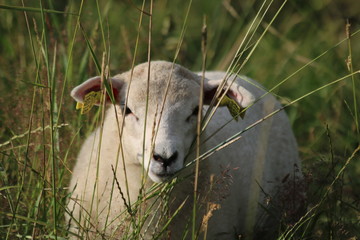 lamb2 © Wojciech