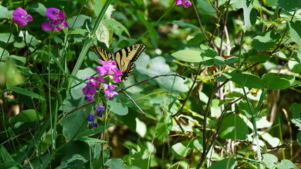 Yellow Butterfly and Pink Flowers