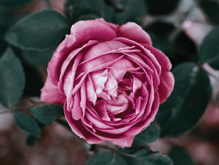 Pink rose   Różowa róża  © Paulina