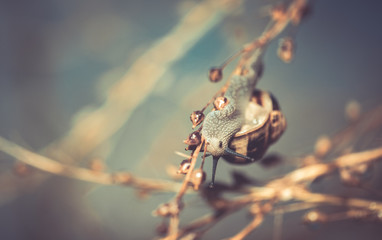 escargot marron sur une plante en été le soir après une pluie