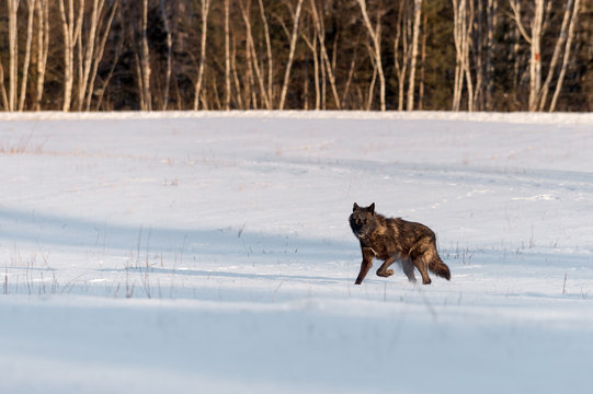 Black Phase Grey Wolf (Canis lupus) in Snowy Field