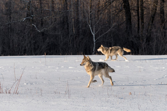 Two Grey Wolves (Canis lupus) Trot Left in Snowy Field