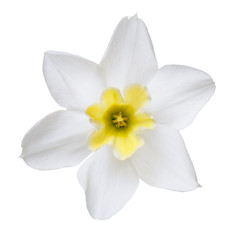 Naklejka na ściany i meble Flower of a daffodil with a yellow center isolated on a white background.
