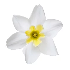 Wall murals Narcissus Flower of a daffodil with a yellow center isolated on a white background.