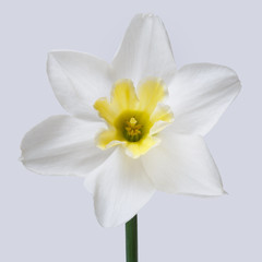 Fototapeta na wymiar White flower of a daffodil with a yellow center isolated on a gray background.