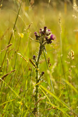 thistle in tall grass