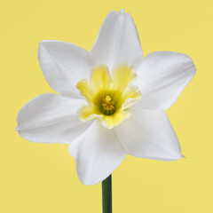 White daffodil flower isolated on a yellow background.