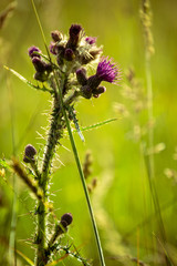 thistle in tall grass