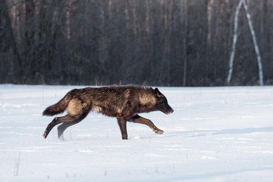 Fototapeta Black Phase Grey Wolf (Canis lupus) Runs Right in Field
