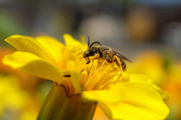 Wespenbiene auf gelber Blüte - Stockfoto