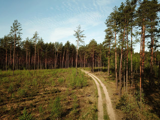 Fototapeta na wymiar Road through forest