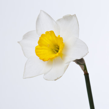 White flower of a daffodil with a yellow center isolated on a gray background.