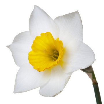 Flower of a daffodil with a yellow center isolated on a white background.