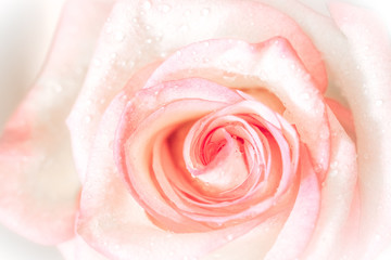 closed up of sweet pink rose flower for valentines day and wedding background, selective focus