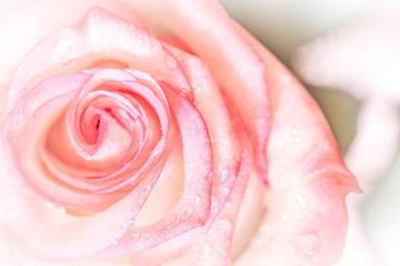 Fototapeta na wymiar closed up of sweet pink rose flower for valentines day and wedding background, selective focus