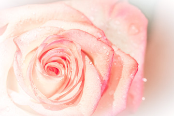 closed up of sweet pink rose flower for valentines day and wedding background, selective focus