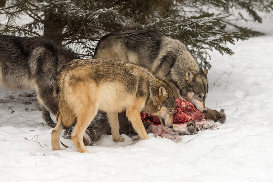 Grey Wolves (Canis lupus) Look Up While Sniffing White-Tail Buck Carcass