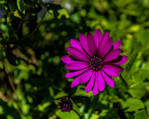 Obraz premium Flor hermosa