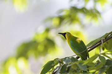 Golden-fronted Leafbird (Chloropsis aurifrons) race 