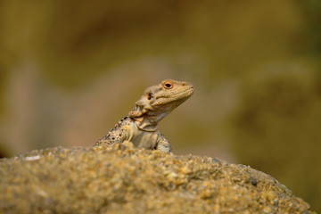 Varanus Lizard in wildlife