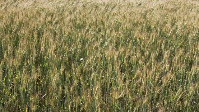 Ears of cereals in the field move wholesale wind action