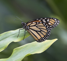 Black, orange, and white monarch butterfly is standing on a light green leaf against a darker green blurred background.