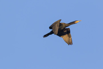 Kormoran (Phalacrocorax carbo)
