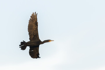 Kormoran (Phalacrocorax carbo)