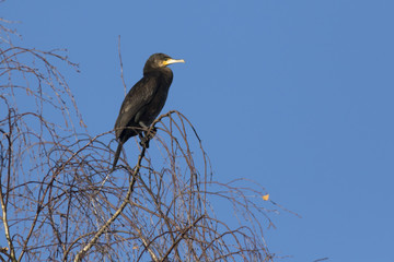 Kormoran (Phalacrocorax carbo)