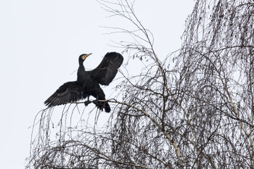 Kormoran (Phalacrocorax carbo)