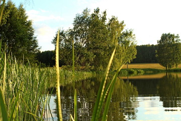 Magnificent summer nature on a pond in July. Trees, field and pond in the rays of the setting sun.