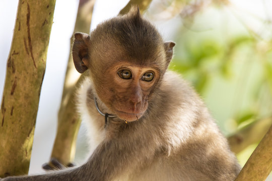Confronting image of young monkey on a chain. Long-tailed Macaque (Macaca fascicularis) 