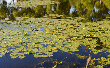 Yellow water lilies on lake.