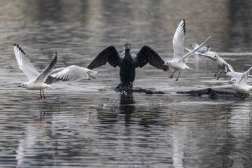 Kormoran (Phalacrocorax carbo)