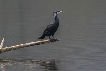Kormoran (Phalacrocorax carbo)