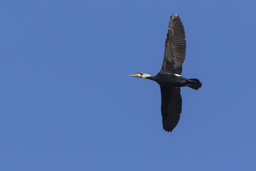 Kormoran (Phalacrocorax carbo)