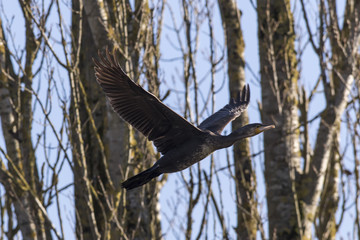 Kormoran (Phalacrocorax carbo)